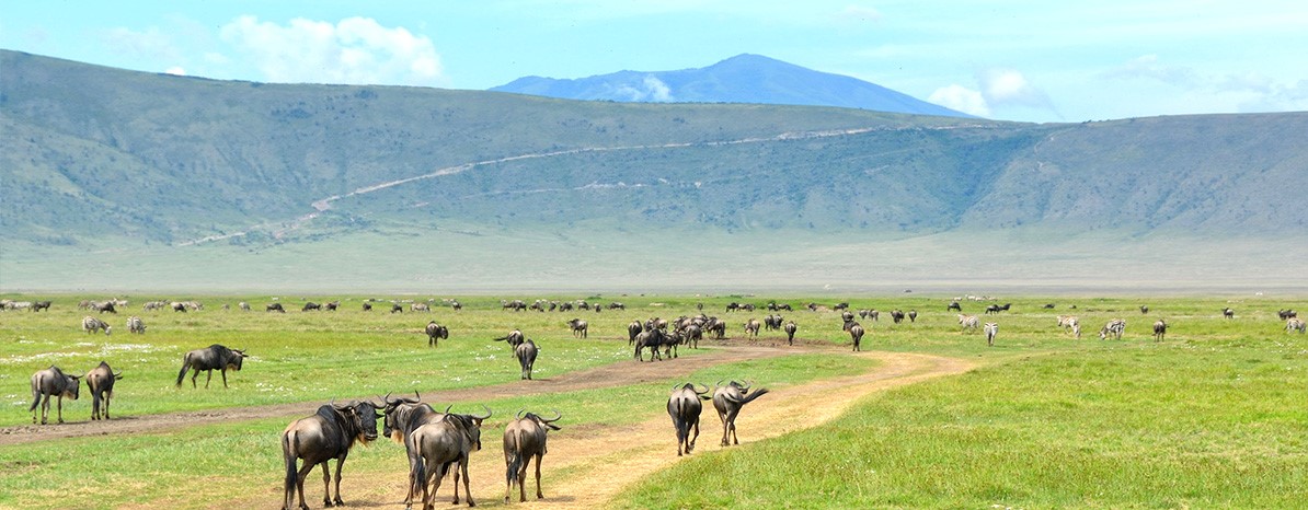 Safari Tour